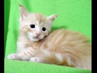 Есения silver lynx