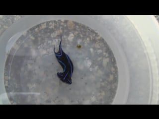 Velvet nudi chelidonura varians eating flatworms