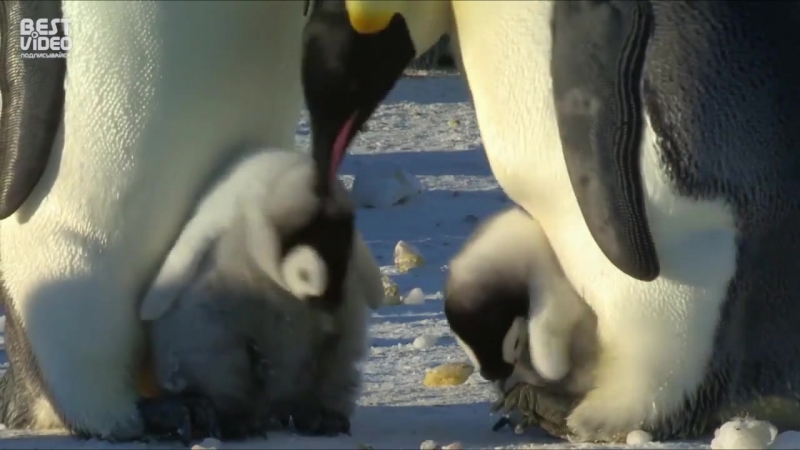 Наглость с пелёнок