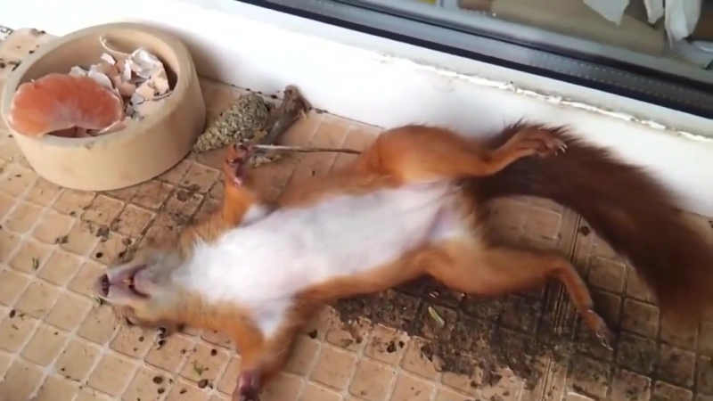 Передозироа орехами )))