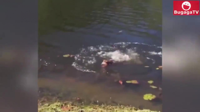 Попил водички (огого видео)