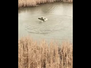 Чайка хотела перекусить гусёнком