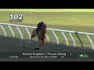 Ocala breeders sales company march 2017 hip #1 225 under tack show