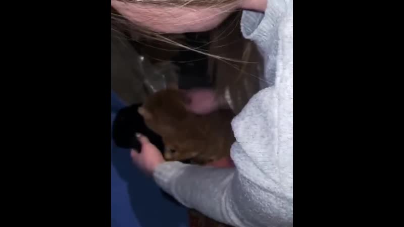 Пьяный из елабуги бросил кота в горящую печь