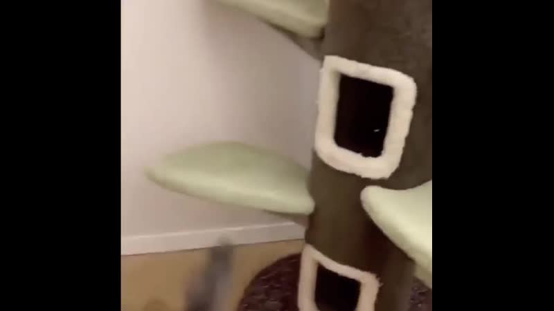 Котей убрал конкурентов😆