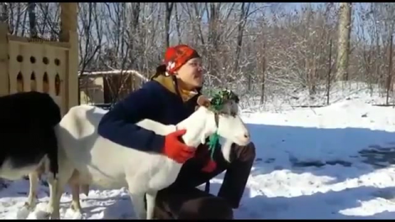 Козел porn video – ✔ особое мнение козел тимур на конкурсе красоты выбирает невесту на 8 марта!