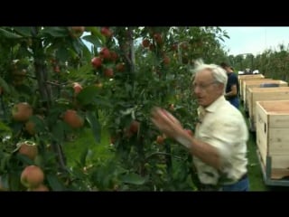 Oogst rubens in volle gang