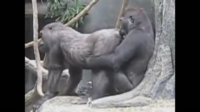 секс планета обезьян (1872 видео)