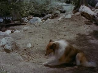 1951 лесси в разрисованных холмах / lassie the painted hills