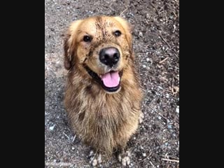 That is one dirty dawg