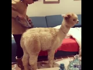 Cleaning an alpaca