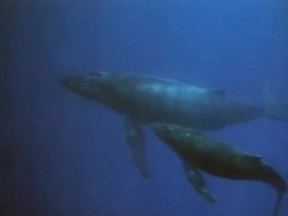 Повторное открытие мира #10 северо восток тихого океана в краю живых тотемов