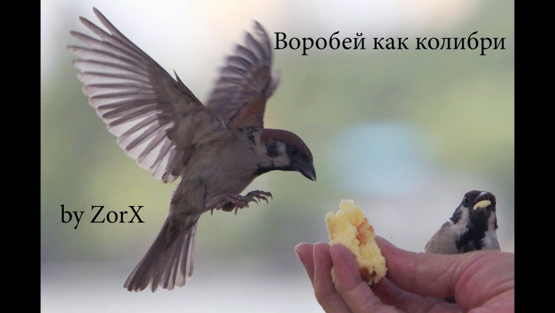 Воробей возомнил себя колибри