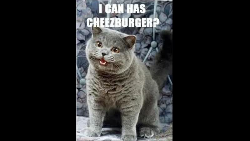 Cat fascinated by grilled cheese sandwich!