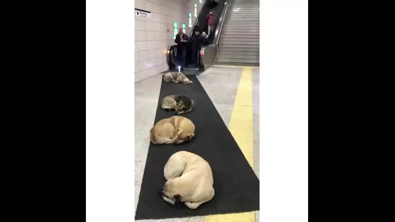 İstanbulda, soğuk havadan dolayı marmarayın üsküdar durağına sığınan köpekler yürüyen merdivene giden yolu kapladı video in