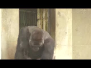 シャバーニ ドラミング50連 gorilla drumming50beat best shabani