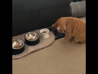 Shelter said georgie was “unadoptable” because he is shy he is simply a refined gentleman with particular manners who doesn’t d