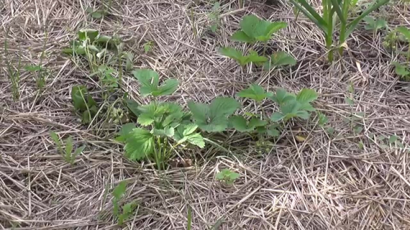 Капельный полив своими руками для дачи без затрат сделай сам
