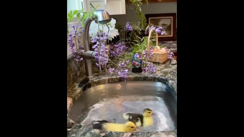 Милые утята плавают в кухонной раковине