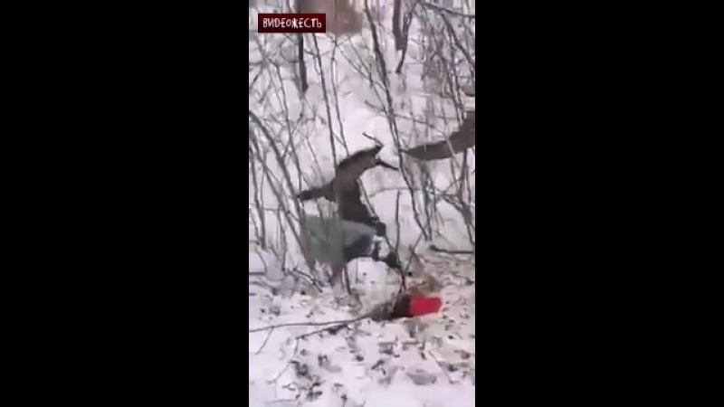 Самый эпичный спуск © видеожесть