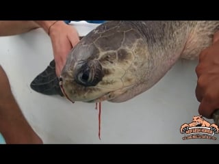 Sea turtle with straw up its nostril no to plastic straws