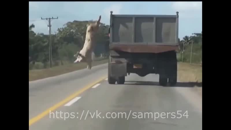 Хохла уронили