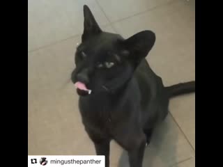 Mingus begging for food!