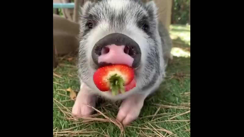 Поросенок кушает сочную клубничку