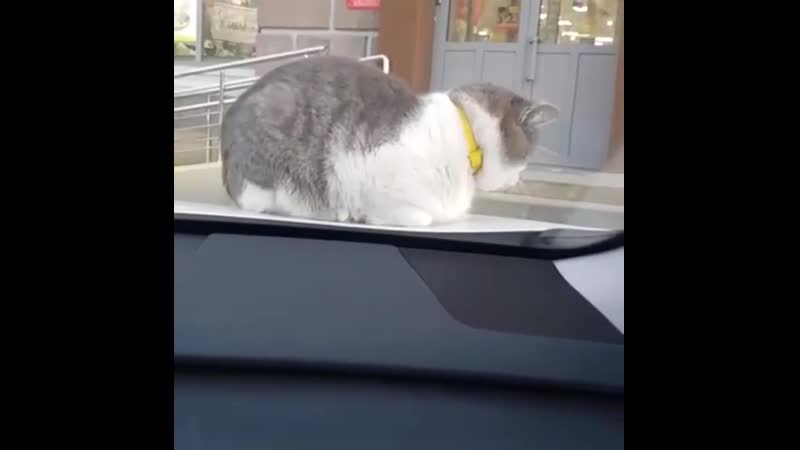 Наглый котяра