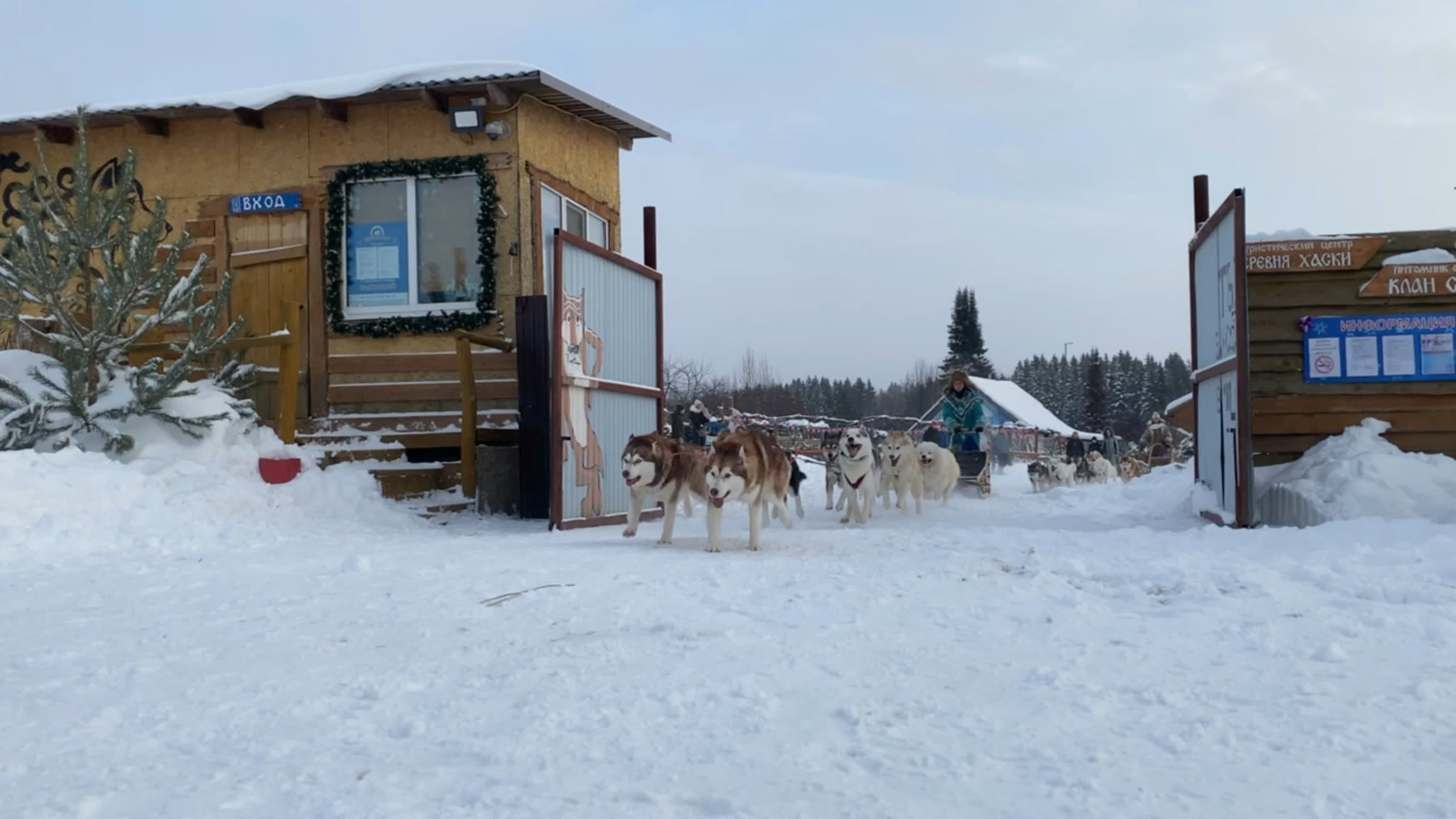 Видео от деревня хаски экскурсии, прогулки, катания