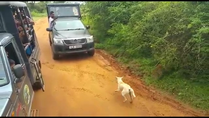 Леопард хотел забрать молодые, но был напуган криком (индия)