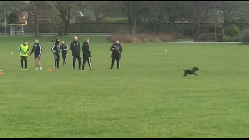 Внезапное появление молодые на тренирое шеффилда