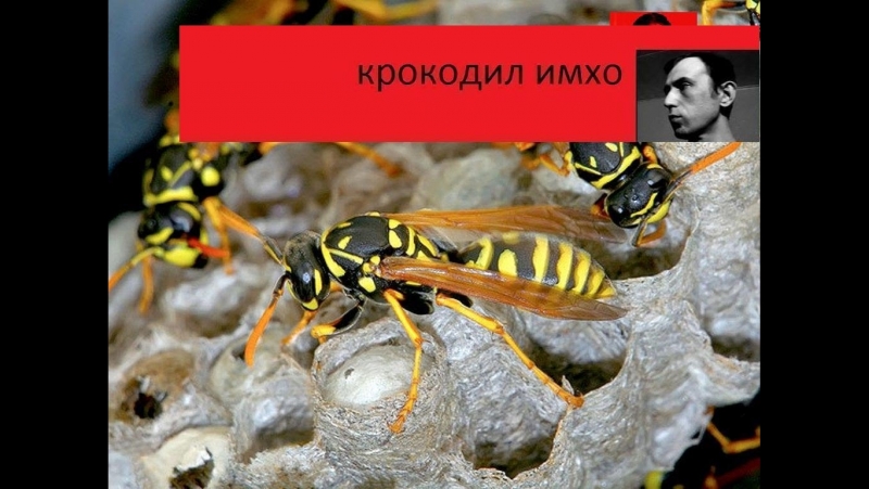 Мелкие porn video – Tag мелкие бытовые социальные уродства
