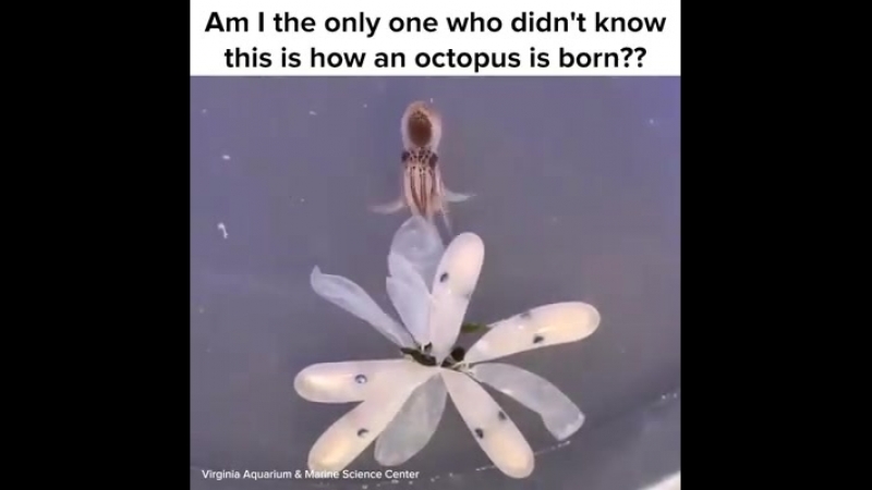 Как рождаются осьминоги