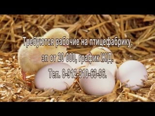 Требуются рабочие на птицефабрику