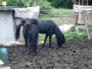 Дикая случка в "пегасе" памир и магия