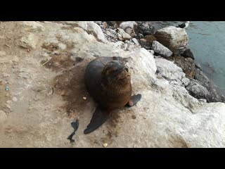 Lobo de mar y pelícano