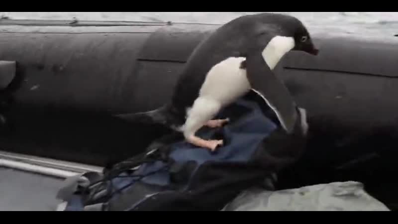 Ковальски, доложите обстаноу