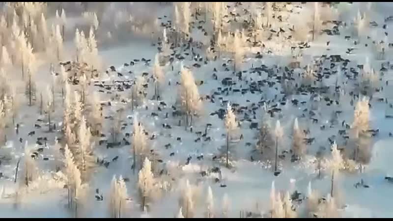 Волки массово покидают россию и двигаются в сторону казахстана