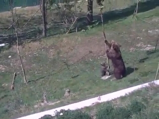 Медведица снимает заигравшегося медвежонка