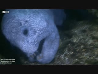 Despite appearance wolf eels are curious and are rarely aggressive they pair up for life and inhabit a cave together watching t
