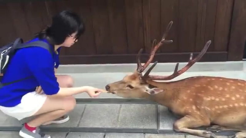 Вежливый олень благодарит девушку