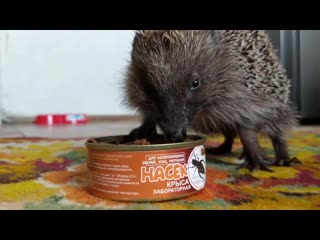 Еж кушает "насекомыши"