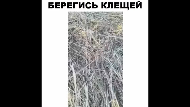 Берегись клещей