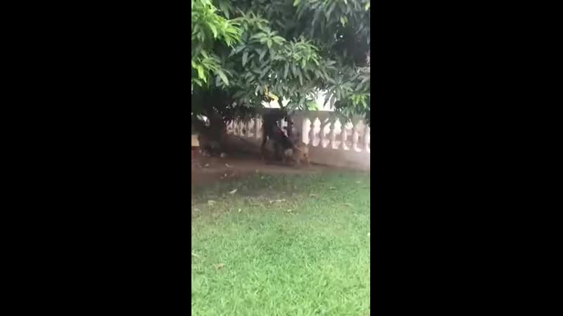 Беженец из африки решил обокрасть итальянскую виллу но его замыслы потерпели фиаско, на его пути оказались "молодые" соба