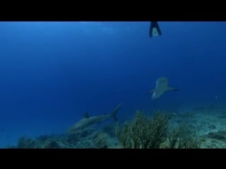 Speakout elementary 2nd edition shark therapy (video 12)