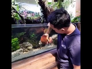 A must watch ) 8 m discus paludarium tank <3 this is gorgeous ) thanks to aldino rafiq r l aquascaper happy weekend all