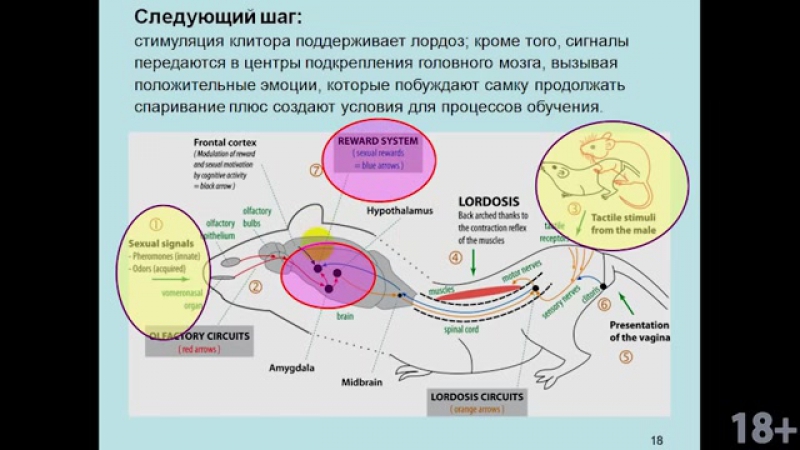 Дубынин вячеслав мозг любовь, секс, привязанность