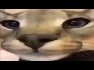 Big floppa orders the travis scott meal at mcdonalds