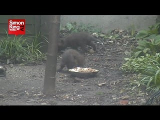 Голодные лисята / hungry fox cubs
